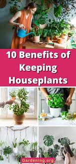 10 Benefits Of Keeping Houseplants
