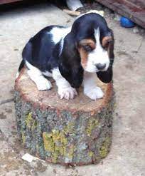 It challenged me to create that! Basset Hound Puppies For Sale In Indiana Petsidi
