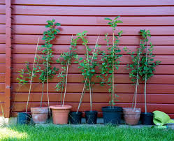 great fruit trees for container gardening