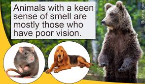 Animals With An Amazing Sense Of Smell Unbelievable But True