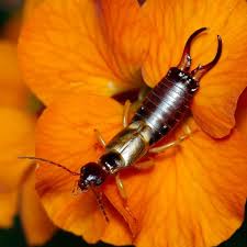 what is an earwig and how to get rid of