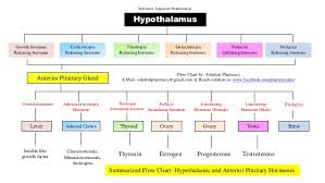 Hypothalamic And Anterior Pituitary Hormones