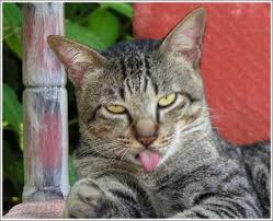 Image result for cats sticking out their tongue