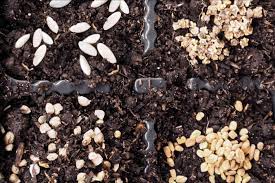 Moisten the soil until it turns dark and water runs out the bottom. Starting A Vegetable Garden From Seeds Or Seedlings