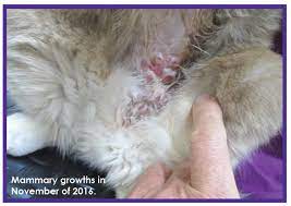 Cats have 10 mammary glands, five on either side of the abdomen. Homeopathic Approach To Cancer In Companion Animals Ivc Journal