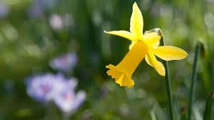 Narcissus pseudonarcissus L. | Plants of the World Online | Kew ...
