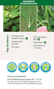 Syngenta Grass Id Guide Greencast