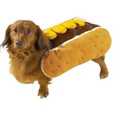 The 10 Best Halloween Costumes For Dachshunds In 2019 Pet