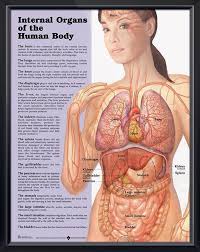 Find the perfect female body diagram stock photos and editorial news pictures from getty images. Internal Organs Of The Human Body Chart 20x26 Human Anatomy Female Human Body Anatomy Human Body Organs