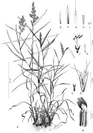 Trisetum tamonanteae (Poaceae, Aveninae), a new species from ...