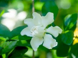 Grow And Care For Gardenia Plants