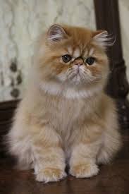 Submit your vehicle information now. Just Look At Those Eyes Persian Cats For Sale Cats And Kittens Persian Kittens