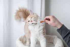 Of feline greenies crunchy dental treats in catnip flavor. What You Should Know About Kitten Teeth And Dental Care