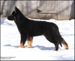This breed is large, agile, and strong. Minnesota K 9 Solutions Minnesota Canine Solutions 952 942 5229german Shepherd K 9 Bred Puppies For Sale Exclusively In Minnesota