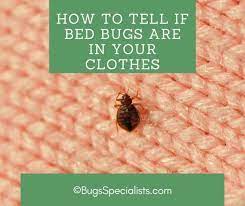 Bed Bugs Are In Your Clothes
