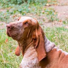 Eataliano kitchen in atlanta, ga provides you with a comprehensive italian menu featuring dishes that are to die for. Bracco Italiano Breed Information Characteristics Heath Problems Dogzone Com