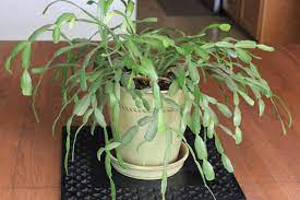 House Plant Leaves Shiny