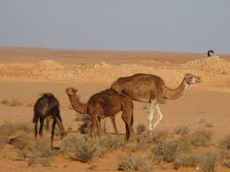 Результаты поиска для ghardaia