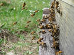 how much does a bee hive cost