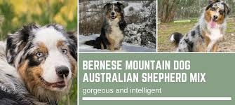 Breed mixes of miniature australian shepherd. Bernese Mountain Dog Australian Shepherd Mix Gorgeous And Intelligent 10 Photos Bernese Love