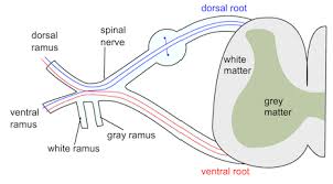 the somatic peripheral nerve branches