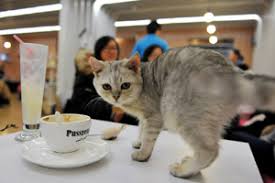 Patrons pay a cover fee, generally hourly, and thus cat cafés can be seen as a form of supervised indoor pet rental. Pop Up Cat Cafe Opens In New York 1 Chinadaily Com Cn