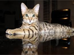 This simply means that the lower. Buy A Savannah Cat Find Out How Much It Costs Savannah Cat Breed