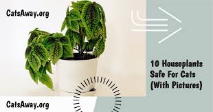 10 Houseplants Safe For Cats With