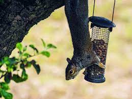 whirl a squirrel off of a bird feeder