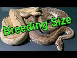 ball python breeding size you