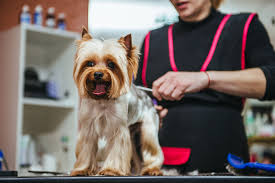 2024 dog grooming s list costs