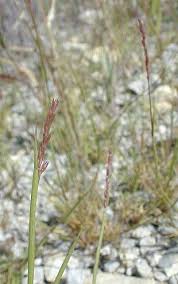 Small Dropseed (Sporobolus neglectus)