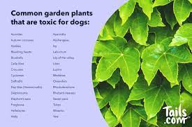 We did not find results for: Plants And Dogs The Good The Bad And The Poisonous The Inside Scoop