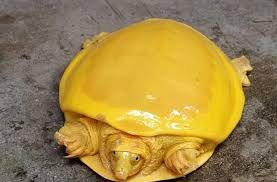 Khám phá 93+ hình ảnh con rùa vàng mới nhất - Tin Học Vui