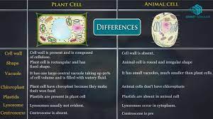 These include the chloroplast, a large central vacuole as well as the cell wall. Plant Cell Vs Animal Cell Youtube