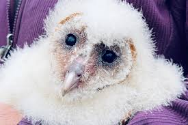 Barn Owl Humane Wildlife Control Inc
