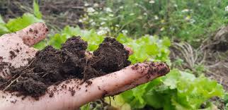 How To Do A Diy Soil Test Edible Backyard