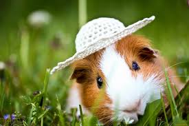 guinea pig wallpaper 64 images