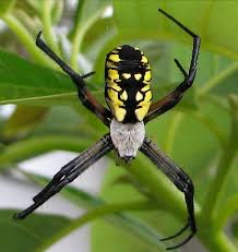 black and yellow spider argiope