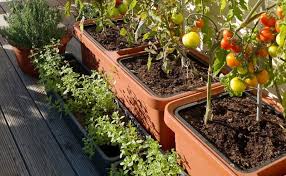 #shorts #gardening #terrace garden #organic gardening. Self Care Garden Planters Berberis Self Watering Planter
