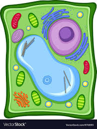plant cell with membrane royalty free