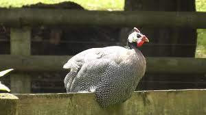 Consider raising guinea fowl on your homestead: Amazing Guinea Fowl Sounds Youtube