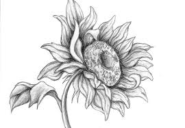 Karena pada gambar bunga ada banyak sudut sempit yang tida bisa sembarangan dalam mewarnainya. Sketsa Gambar Mewarnai Bunga Matahari Gambar Mewarnai