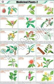 Medicinal Plants Ii For General Chart