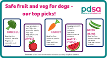what-all-vegetables-can-dogs-eat