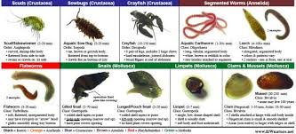 Mite Identification Chart Laminate Field Guide By Michael