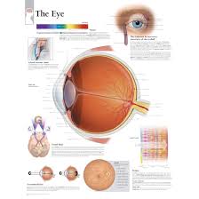 scientific publishing the eye anatomy chart