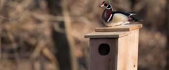 Construct this winter shelf for the ducks using leftover lumber and an old. Build A Wood Duck Box