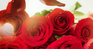 7 health and beauty benefits of roses