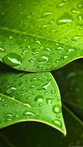 green leaf water drops 720x1280 samsung